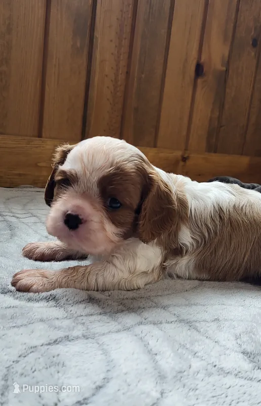 Blade – Cavalier King Charles Spaniel puppy for sale in New Haven, IN