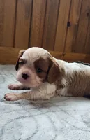 Blade, a male Cavalier King Charles Spaniel for sale in New Haven, IN – 1 of 7