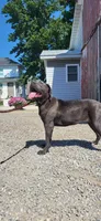 Judy, a female Cane Corso for sale in New Haven, IN – 2 of 4