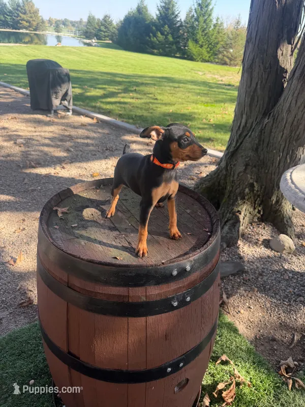 Beethoven – Miniature Pinscher puppy for sale in New Haven, IN