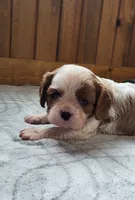 Blade, a male Cavalier King Charles Spaniel for sale in New Haven, IN – 3 of 7