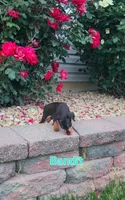 Bandit, a male Miniature Pinscher for sale in New Haven, IN – 2 of 3