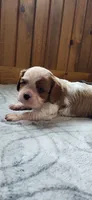 Blade, a male Cavalier King Charles Spaniel for sale in New Haven, IN – 2 of 7