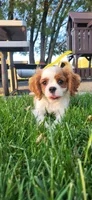 Blade, a male Cavalier King Charles Spaniel for sale in New Haven, IN – 4 of 9