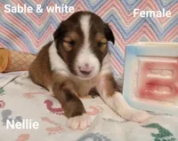 Nellie, a female Shetland Sheepdog for sale in Weatherford, TX – Photo 5 of 6