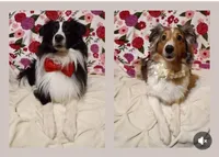 Katie, a female Shetland Sheepdog for sale in Weatherford, TX – Photo 7 of 7