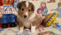 Katie, a female Shetland Sheepdog for sale in Weatherford, TX – Photo 2 of 7