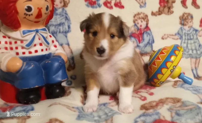 Katie – Shetland Sheepdog puppy for sale in Weatherford, TX
