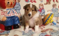 Katie, a female Shetland Sheepdog for sale in Weatherford, TX – Photo 1 of 7