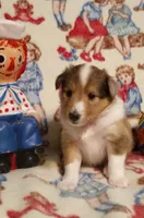 Katie, a female Shetland Sheepdog for sale in Weatherford, TX – Photo 4 of 7