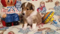 Katie, a female Shetland Sheepdog for sale in Weatherford, TX – Photo 3 of 7
