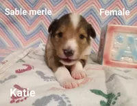 Katie, a female Shetland Sheepdog for sale in Weatherford, TX – Photo 6 of 7