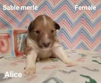 Alice, a female Shetland Sheepdog for sale in Weatherford, TX – Photo 5 of 6