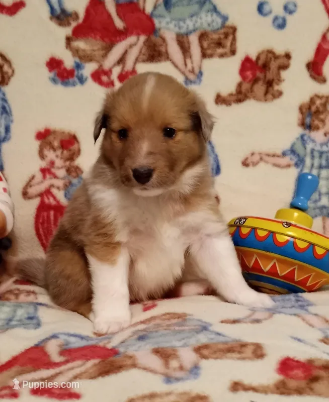 Alice – Shetland Sheepdog puppy for sale in Weatherford, TX