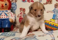 Alice, a female Shetland Sheepdog for sale in Weatherford, TX – Photo 2 of 6