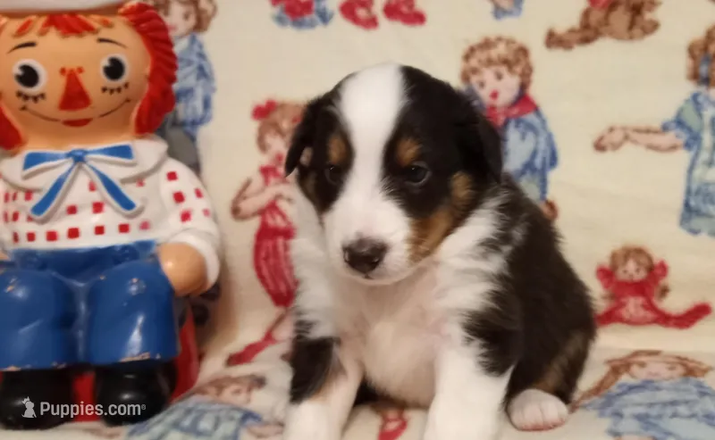 James – Shetland Sheepdog puppy for sale in Weatherford, TX