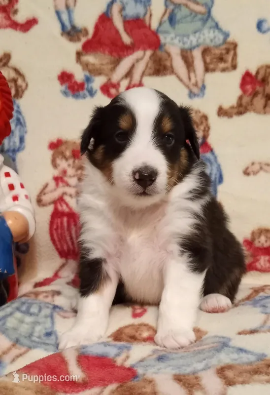 James – Shetland Sheepdog puppy for sale in Weatherford, TX