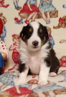 James, a male Shetland Sheepdog for sale in Weatherford, TX – Photo 2 of 5