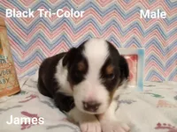 James, a male Shetland Sheepdog for sale in Weatherford, TX – Photo 4 of 5