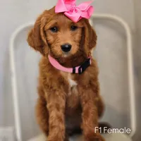 Molly F1 Female, a female Goldendoodle for sale in Fort Worth, TX – Photo 1 of 3
