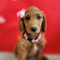 Molly F1 Female, a female Goldendoodle for sale in Fort Worth, TX – Photo 2 of 3