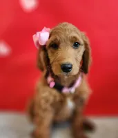 Molly F1 Female, a female Goldendoodle for sale in Fort Worth, TX – Photo 2 of 3