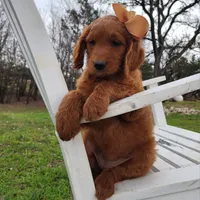 Molly F1 Female, a female Goldendoodle for sale in Fort Worth, TX – Photo 3 of 3