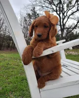 Molly F1 Female, a female Goldendoodle for sale in Fort Worth, TX – Photo 3 of 3