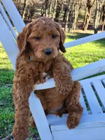 Buddy F1 Male, a male Goldendoodle for sale in Fort Worth, TX – Photo 3 of 3