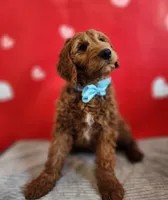 Buddy F1 Male, a male Goldendoodle for sale in Fort Worth, TX – Photo 2 of 3