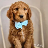 Buddy F1 Male, a male Goldendoodle for sale in Fort Worth, TX – Photo 1 of 3