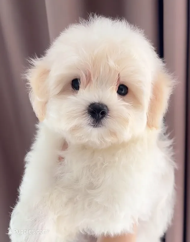 Daisy – Maltipoo, Poodle - Toy  puppy for sale in Los Angeles, CA