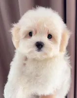 Daisy, a female Maltipoo and Poodle - Toy  for sale in Los Angeles, CA – 1 of 2