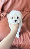 Daisy, a female Maltipoo and Poodle - Toy  for sale in Los Angeles, CA – 2 of 2