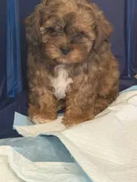 Baby boy , a male Shihpoo and Shih Tzu for sale in West Hollywood, CA – 2 of 9