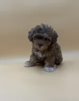 Bashful, a male Shihpoo and Poodle - Toy  for sale in West Hollywood, CA – 4 of 9