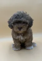 Bashful, a male Shihpoo and Poodle - Toy  for sale in West Hollywood, CA – 6 of 9