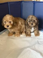 Dopey, a male Shihpoo for sale in Porterville, CA – 8 of 9
