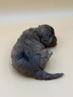 Bashful, a male Shihpoo for sale in West Hollywood, CA – 7 of 10