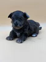 Happy, a male Shihpoo for sale in West Hollywood, CA – 10 of 10