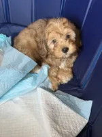 Dopey, a male Shihpoo for sale in Porterville, CA – 4 of 9