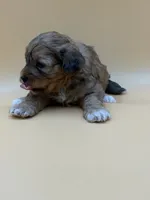 Dopey, a male Shihpoo for sale in West Hollywood, CA – 2 of 10