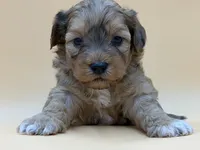 Dopey, a male Shihpoo for sale in West Hollywood, CA – 4 of 10