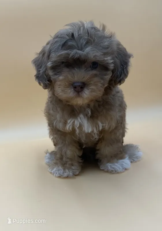 Bashful – Shihpoo, Poodle - Toy  puppy for sale in West Hollywood, CA