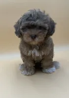 Bashful, a male Shihpoo and Poodle - Toy  for sale in West Hollywood, CA – 1 of 9