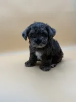 Happy, a male Shihpoo for sale in Porterville, CA – 1 of 9