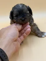 Sleepy, a male Shihpoo for sale in West Hollywood, CA – 8 of 10