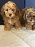 Dopey, a male Shihpoo for sale in Porterville, CA – 7 of 9