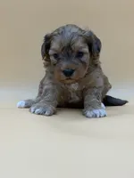 Dopey, a male Shihpoo for sale in West Hollywood, CA – 9 of 10