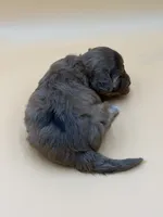 Bashful, a male Shihpoo for sale in West Hollywood, CA – 10 of 10